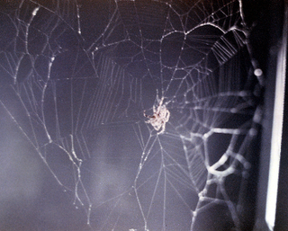 Illustration for article titled What Happens When You Send a Spider to Space?